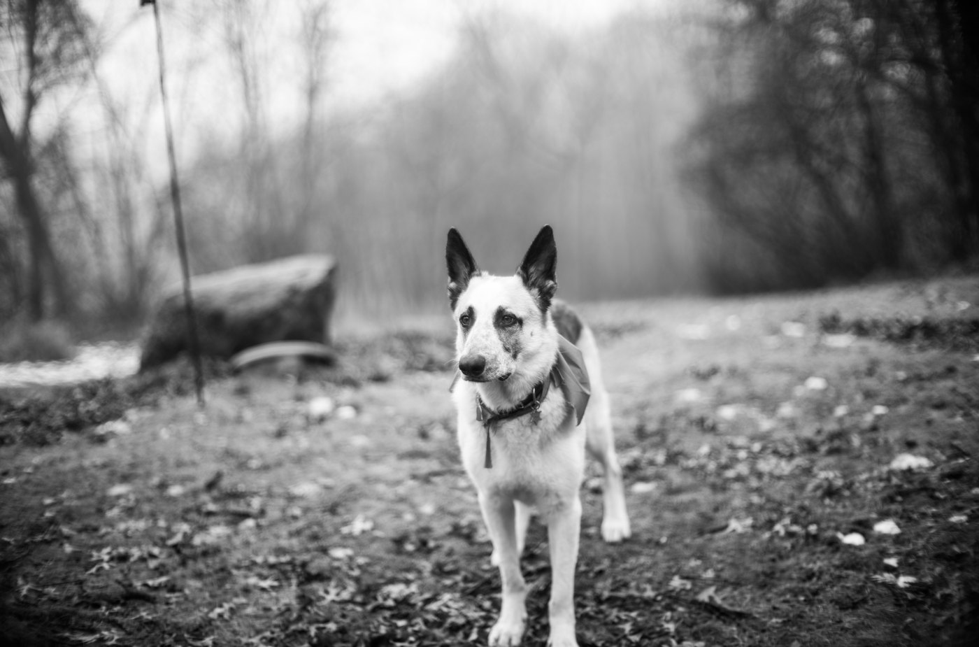 The dog