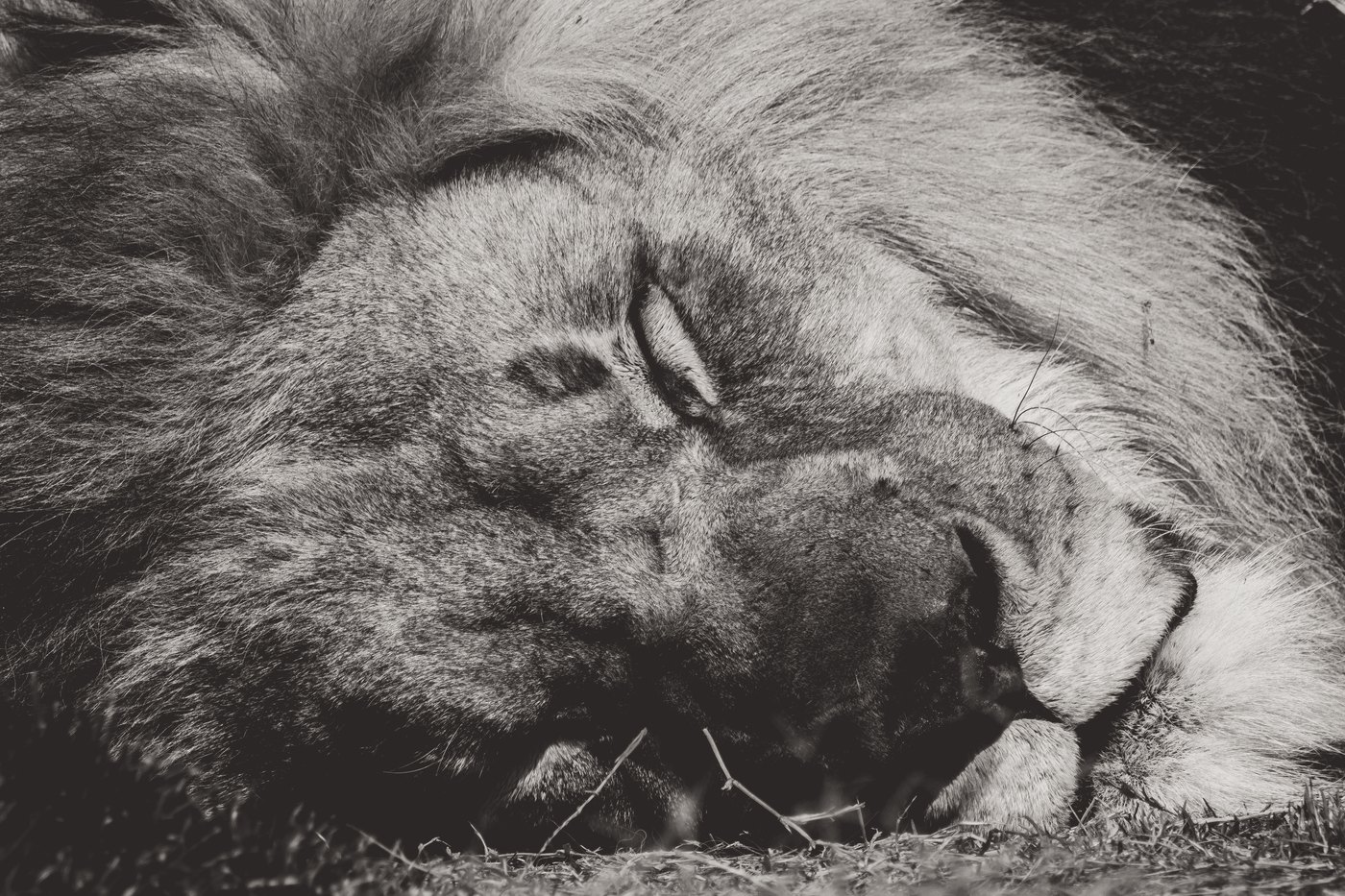 Old lion