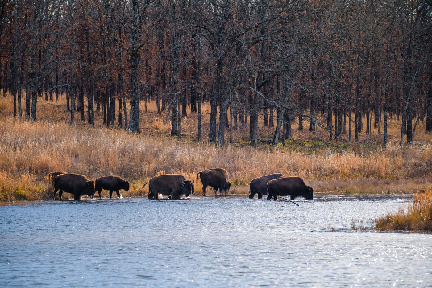Bison on the flats